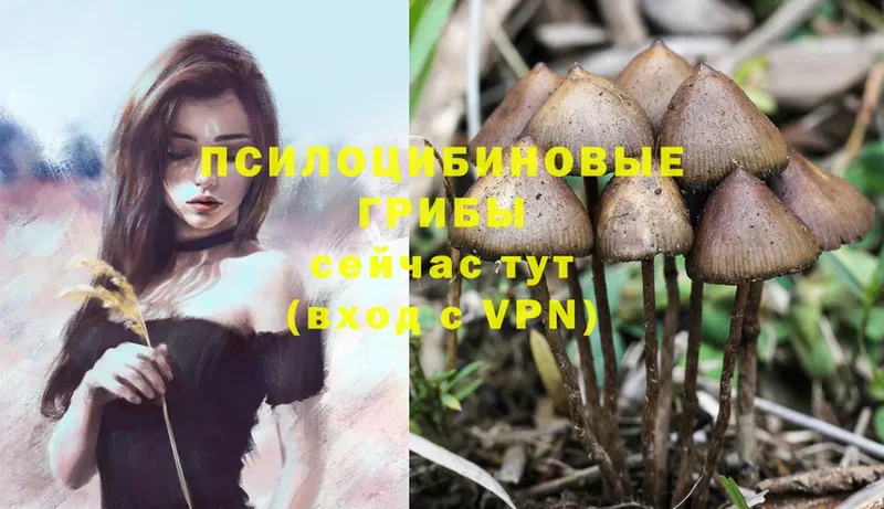 дарнет шоп  Евпатория  Галлюциногенные грибы MAGIC MUSHROOMS 